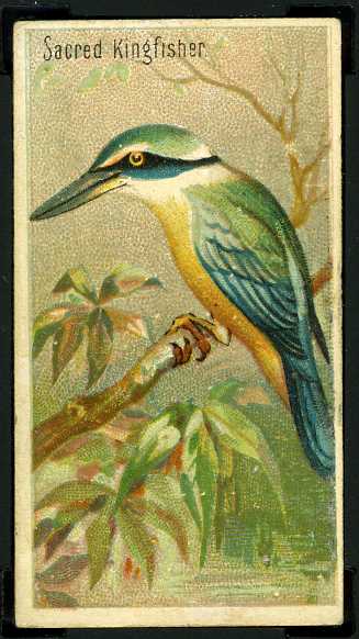 33 Sacred Kingfisher